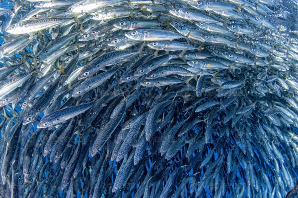 Bolsas de comercialización, transformación pesqueira e acuicultura